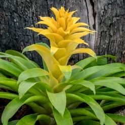 Bromelia jaune - Le soleil en pot toute l'année