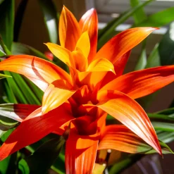 Bromelia orange - Une fleur exotique sans effort