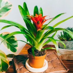 Bromelia orange - Une fleur exotique sans effort