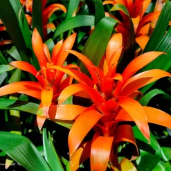 Bromelia orange - Une fleur exotique sans effort