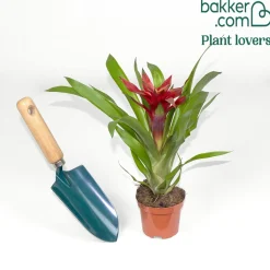 Bromelia rouge - Fleur rouge qui dure des mois