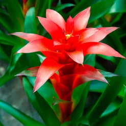 Bromelia rouge - Fleur rouge qui dure des mois