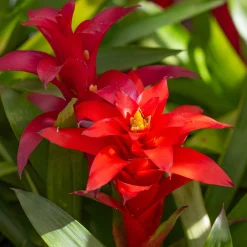 Bromelia rouge - Fleur rouge qui dure des mois