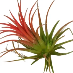 Bromélia Tillandsia ionantha Rouge - Vit sans terre ni pot