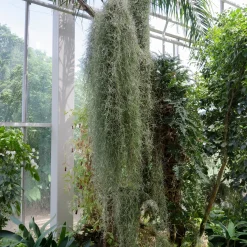 Bromélia Tillandsia usneoides - Plante suspendue - La déco qui vit sans terre