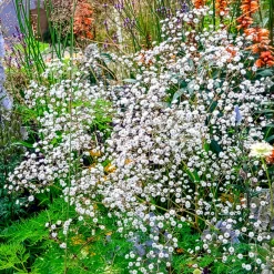 Brouillard Bristol Fairy Gypsophile Bristol Fairy - Un nuage blanc au jardin