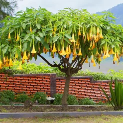 Brugmansia jaune - Des trompettes géantes tout l'été