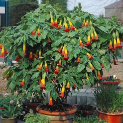 Brugmansia rouge et or - Des trompettes géantes chez vous