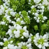 Brunelle à grandes fleurs White Loveliness - Un tapis blanc sans effort