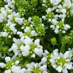 Brunelle à grandes fleurs White Loveliness - Un tapis blanc sans effort
