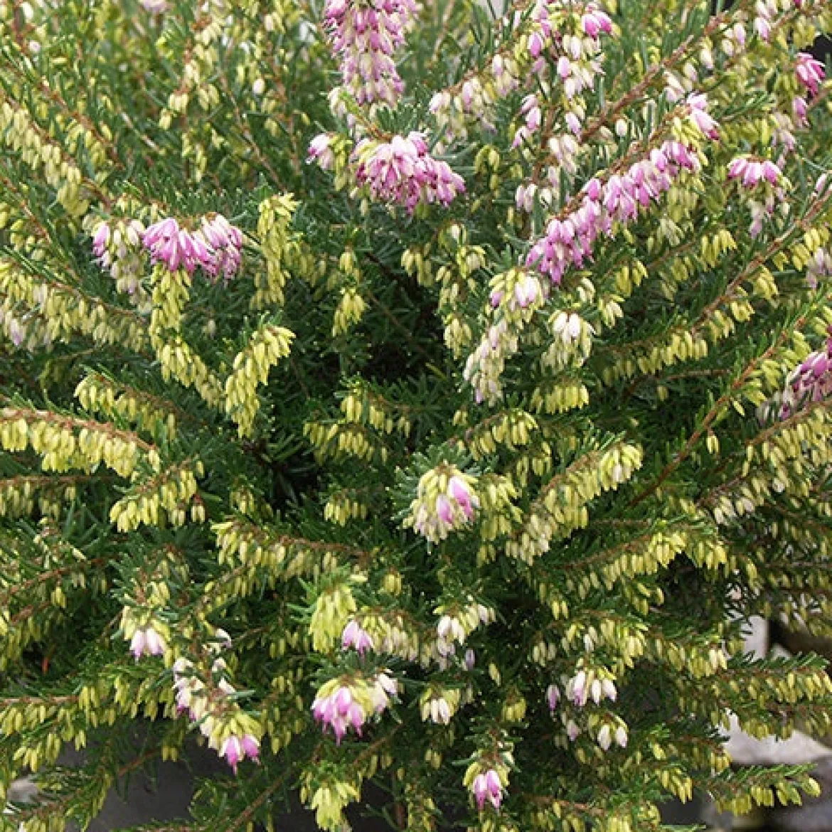 Bruyère d'hiver 'Darley Dale' - Des fleurs même en hiver