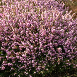 Bruyère d'hiver 'Darley Dale' - Des fleurs même en hiver