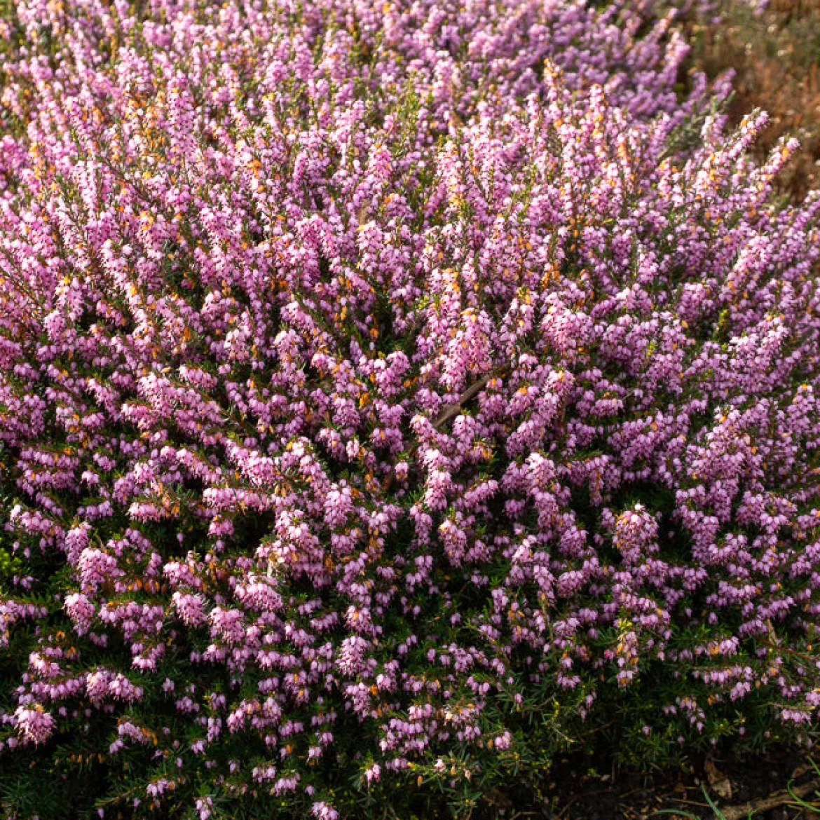 Bruyère d'hiver 'Darley Dale' - Des fleurs même en hiver