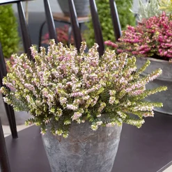 Bruyère d'hiver 'Darley Dale' - Des fleurs même en hiver