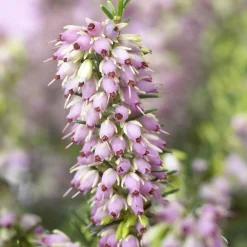 Bruyère d'hiver 'Darley Dale' - Des fleurs même en hiver