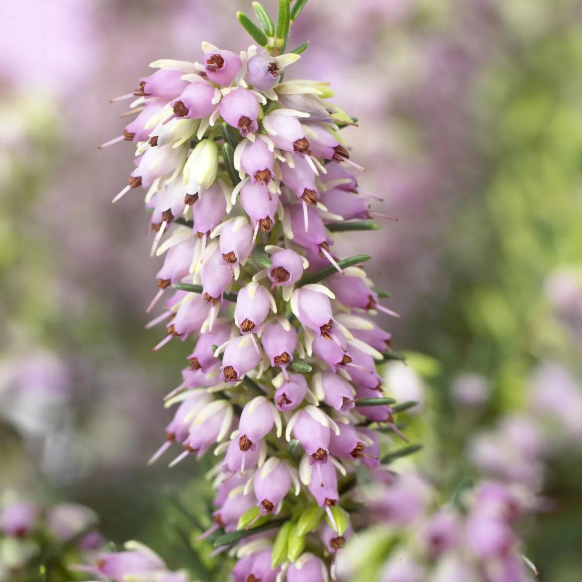 Bruyère d'hiver 'Darley Dale' - Des fleurs même en hiver