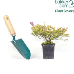 Bruyère d'hiver Eva Gold - Des fleurs en plein hiver