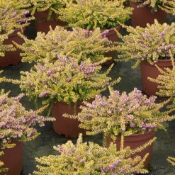 Bruyère d'hiver Eva Gold - Des fleurs en plein hiver