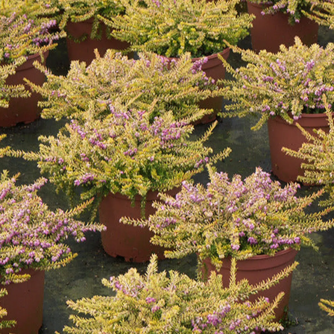 Bruyère d'hiver Eva Gold - Des fleurs en plein hiver