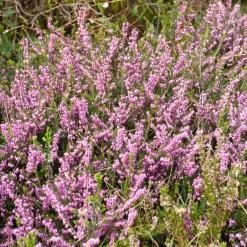 Bruyère d'hiver Furzey - Des fleurs en plein hiver