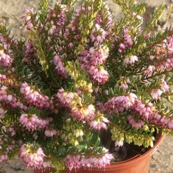 Bruyère d'hiver Ghost Hills - Des fleurs même en hiver
