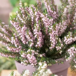 Bruyère d'hiver Ghost Hills - Des fleurs même en hiver