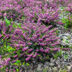 Bruyère d'hiver Ghost Hills - Des fleurs même en hiver