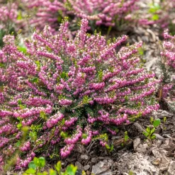 Bruyère d'hiver Ghost Hills - Des fleurs même en hiver