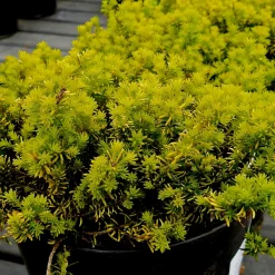 Bruyère d'hiver Golden Starlet - Le jardin fleurit en hiver