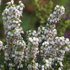 Bruyère d'hiver Katia - Des fleurs en plein hiver