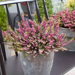 Bruyère d'hiver 'Kramer's Rote' - Un jardin fleuri en hiver