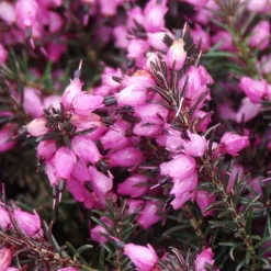 Bruyère d'hiver 'Kramer's Rote' - Un jardin fleuri en hiver