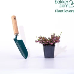 Bruyère d'hiver 'Kramer's Rote' - Un jardin fleuri en hiver
