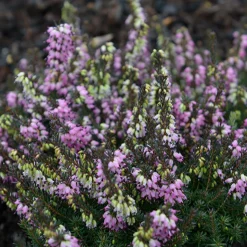 Bruyère d'hiver Léa - Des fleurs en plein hiver