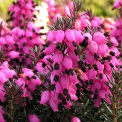 Bruyère d'hiver Lucie - Des fleurs en plein hiver