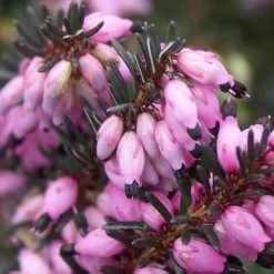 Bruyère d'hiver Lucie - Des fleurs en plein hiver