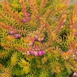 Bruyère d'hiver Mary Helen - Des fleurs même en hiver