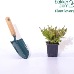 Bruyère d'hiver Mary Helen - Des fleurs même en hiver