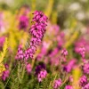 Bruyère d'hiver Myretoun Ruby - Des fleurs quand tout dort