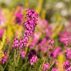 Bruyère d'hiver Myretoun Ruby - Des fleurs quand tout dort