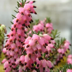 Bruyère d'hiver Phoebe - Des fleurs même en hiver