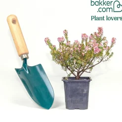 Bruyère d'hiver Phoebe - Des fleurs même en hiver