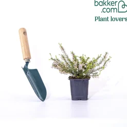Bruyère d'hiver Silberschmelze - Des fleurs même en hiver