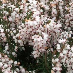 Bruyère d'hiver Silberschmelze - Des fleurs même en hiver