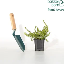 Bruyère d'hiver Spring Surprise - Des fleurs quand tout dort