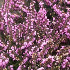 Bruyère d'hiver Spring Surprise - Des fleurs quand tout dort