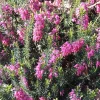 Bruyère d'hiver Springwood Pink - Des fleurs en plein hiver