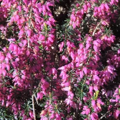 Bruyère d'hiver Springwood Pink - Des fleurs en plein hiver