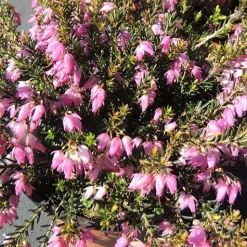 Bruyère d'hiver Springwood Pink - Des fleurs en plein hiver