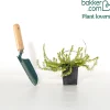 Bruyère d'hiver Springwood White - Des fleurs même en hiver